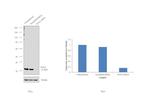 PCNA Antibody in Western Blot (WB)