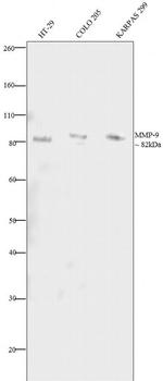 MMP9 Antibody in Western Blot (WB)