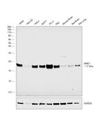 NME1 Antibody in Western Blot (WB)