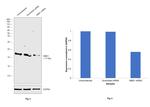 NME1 Antibody in Western Blot (WB)