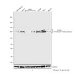 Cullin 4A Antibody in Western Blot (WB)