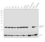 14-3-3 epsilon Antibody in Western Blot (WB)