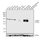 CRMP2 Antibody in Western Blot (WB)