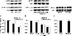 MYPT1 Antibody in Western Blot (WB)