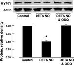 MYPT1 Antibody in Western Blot (WB)