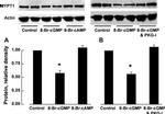 MYPT1 Antibody in Western Blot (WB)