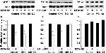 MYPT1 Antibody in Western Blot (WB)