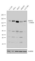 MYPT1 Antibody in Western Blot (WB)