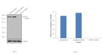 MYPT1 Antibody in Western Blot (WB)