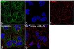 eIF3a Antibody in Immunocytochemistry (ICC/IF)