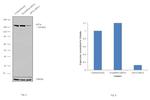 eIF3a Antibody in Western Blot (WB)