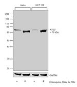 ATG7 Antibody