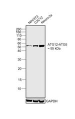 ATG12 Antibody in Western Blot (WB)