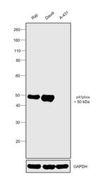 p47phox Antibody in Western Blot (WB)