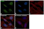 Claspin Antibody in Immunocytochemistry (ICC/IF)