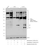 Acinus Antibody in Western Blot (WB)