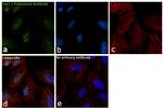 Torc1 Antibody in Immunocytochemistry (ICC/IF)