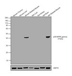 p38 MAPK gamma Antibody