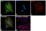 Cofilin Antibody in Immunocytochemistry (ICC/IF)