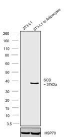 SCD Antibody
