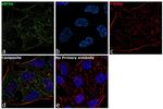 eIF4G Antibody in Immunocytochemistry (ICC/IF)