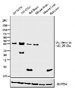 Doublecortin Antibody in Western Blot (WB)