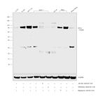 DVL3 Antibody in Western Blot (WB)