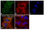 COX4 Antibody in Immunocytochemistry (ICC/IF)