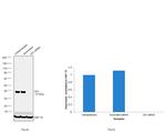 CK1 alpha Antibody