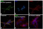 MAP2 Antibody