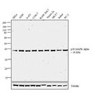 p38 MAPK alpha Antibody in Western Blot (WB)