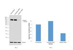 Nicastrin Antibody in Western Blot (WB)