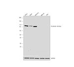 Phospho-PLA2G4A (Ser505) Antibody