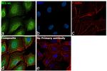 Bcl-xL Antibody in Immunocytochemistry (ICC/IF)