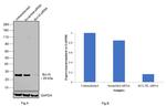 Bcl-xL Antibody in Western Blot (WB)