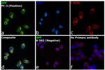 Amyloid Precursor Protein Antibody