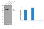 Amyloid Precursor Protein Antibody in Western Blot (WB)