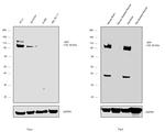 Amyloid Precursor Protein Antibody in Western Blot (WB)