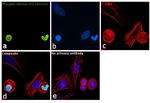 Phospho-Histone H3 (Ser10) Antibody