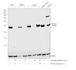 IkB alpha Antibody in Western Blot (WB)