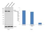 Kinesin 5B Antibody