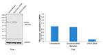 VPS35 Antibody in Western Blot (WB)