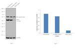 DDX5 Antibody