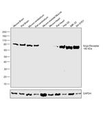 Nogo Receptor Antibody