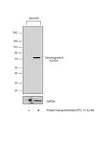 Chromogranin A Precursor Antibody