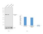 Chromogranin A Precursor Antibody