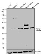 TCFL5 Antibody in Western Blot (WB)