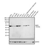 G6PD Antibody