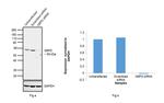 G6PD Antibody in Western Blot (WB)