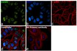 EWSR1 Antibody in Immunocytochemistry (ICC/IF)